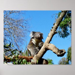 Affiche Ours De Koala Dans L'Ancien Arbre,