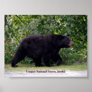Affiche Ours de l'Alaska