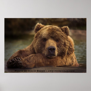 Affiche Ours gris