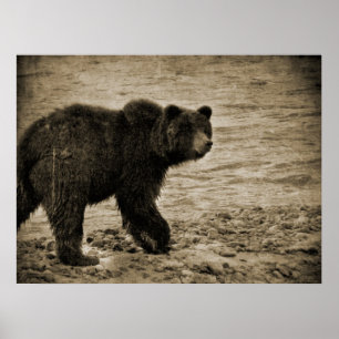 Affiche Ours gris dans l'antiquité
