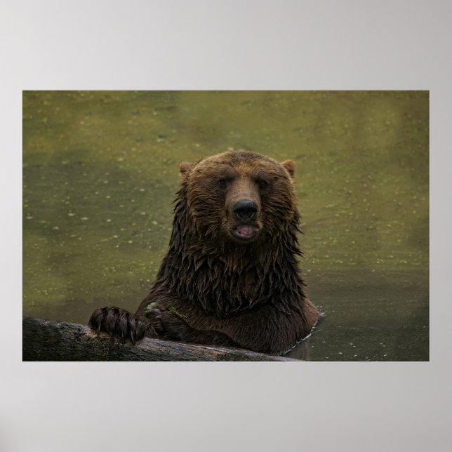 Affiche Ours Grizzli Dans L'Eau (Devant)