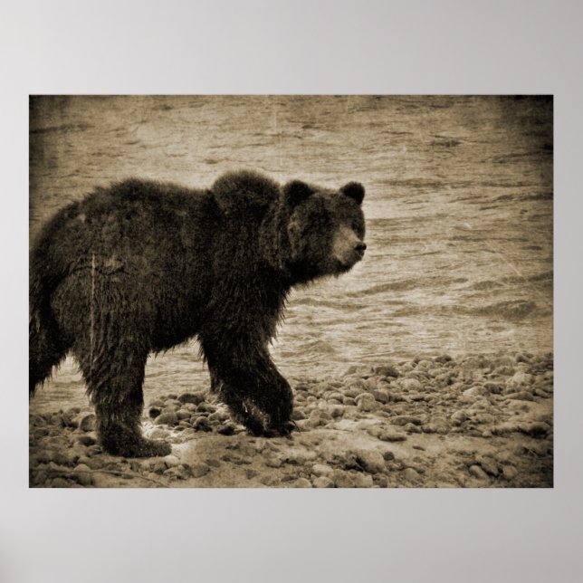 Affiche Ours grizzli en antiquité (Devant)