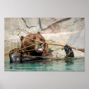 Affiche Ours grizzli jouant dans l'eau