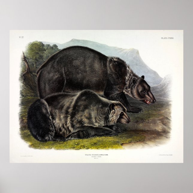 Affiche Ours grizzli (Ours Brown nord-américain) - Audubon (Devant)