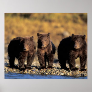 Affiche Ours grizzli, ours brun, oursons, Katmai National