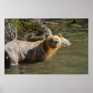 Affiche Ours Grizzli Sauvage À La Rivière Orford