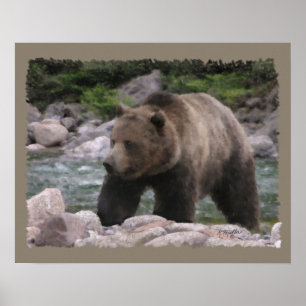 Affiche Ours grizzly - Pastels