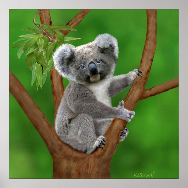 Affiche Ours Koala de bébé aux yeux bleus (Devant)