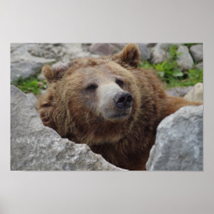 Affiche Ours kodiak