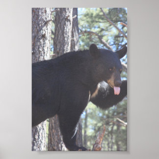 Affiche Ours noir