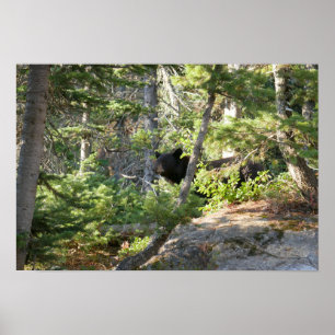 Affiche Ours noir à Grand Teton