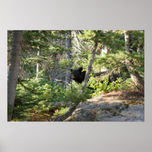 Affiche Ours noir à Grand Teton