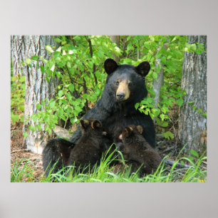 Affiche Ours noir allaitant et jumeaux