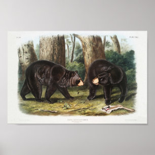 Affiche Ours noir américain d'Amérique du Nord (1845)