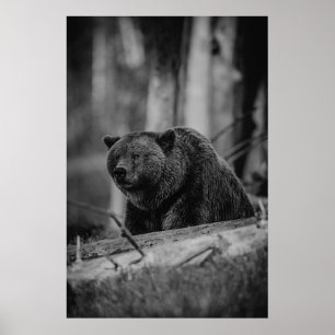 Affiche Ours noir blanc photo Cabine rustique moderne