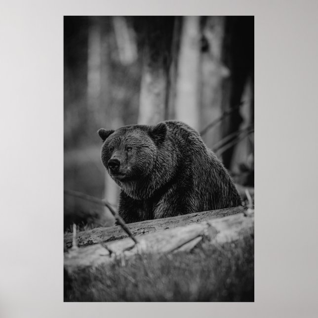 Affiche Ours noir blanc photo Cabine rustique moderne (Devant)