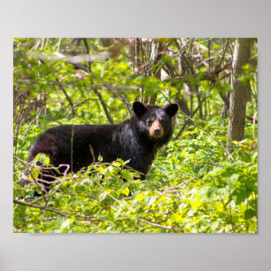 Affiche Ours noir dans le laurier