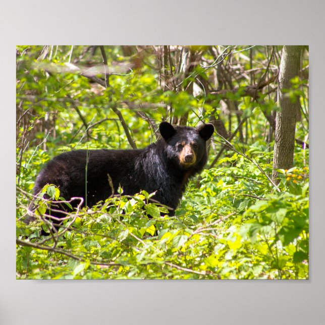Affiche Ours noir dans le laurier (Devant)