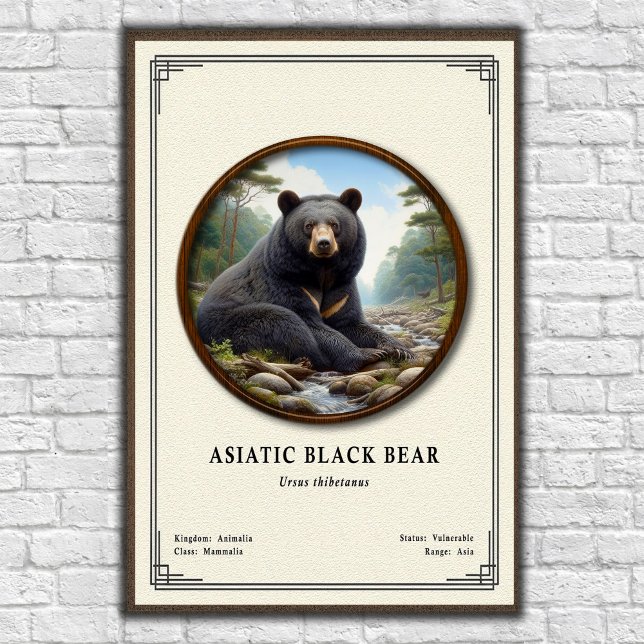 Affiche Ours noir d'Asie Série de zoologie (Créateur téléchargé)