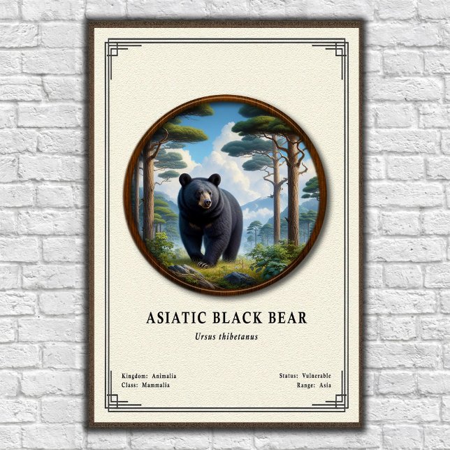 Affiche Ours noir d'Asie Série de zoologie (Créateur téléchargé)