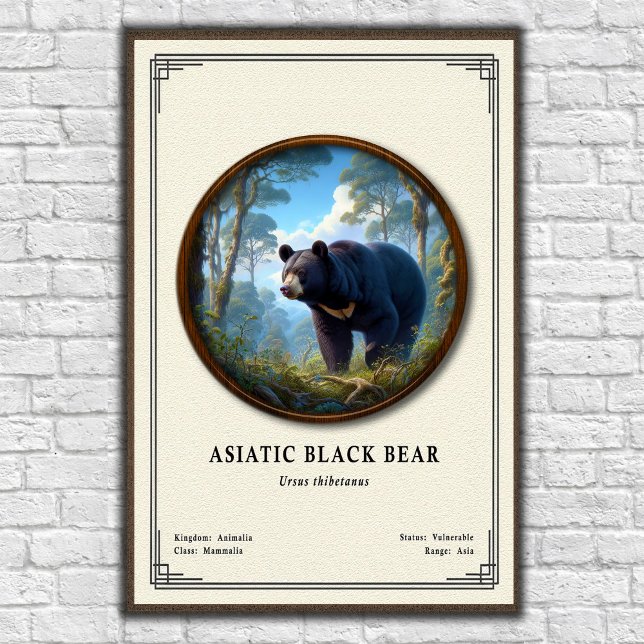 Affiche Ours noir d'Asie Série de zoologie (Créateur téléchargé)