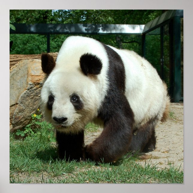Affiche Ours Panda (Devant)