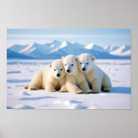 Ours polaire Animal Nature Animaux Affection Faune