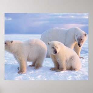 Affiche Ours polaire femelle avec des oursons sur la glace