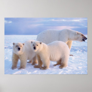 Affiche Ours polaire femelle avec des oursons sur la glace