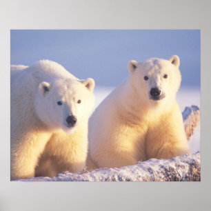 Affiche Ours polaire femelle avec ourson sur la banquise