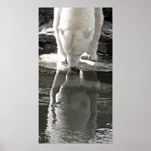 Affiche Ours polaire, noir et blanc (7) (Devant)