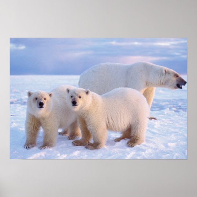 Affiche Ours polaire semé avec des petits sur la glace de  (Devant)