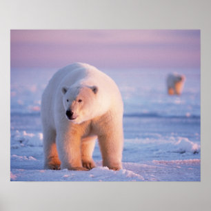 Affiche ours polaire, Ursus maritimus