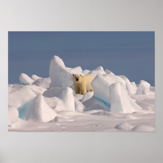 Affiche ours polaire, Ursus maritimus, dans la glace brute (Devant)