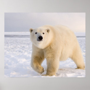 Affiche ours polaire, Ursus maritimus, sur glace et neige,