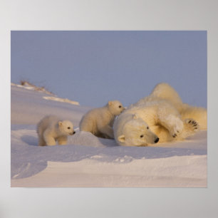 Affiche ours polaire, Ursus maritimus, truie jouant