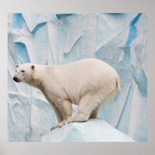 Affiche Ours polaire : Zoo Habitat Aperçu