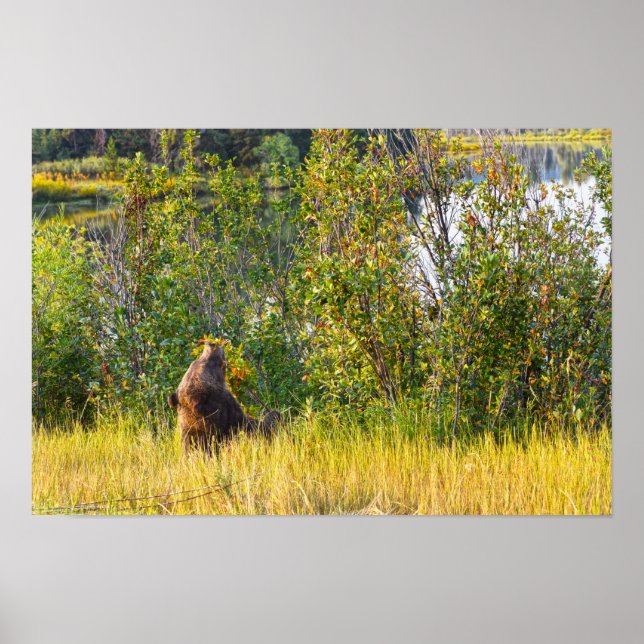 Affiche Ours Teton mangeant des baies, Wyoming (Devant)