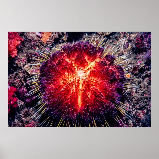 Affiche oursin (Devant)