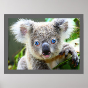 Affiche Ourson koala mignon