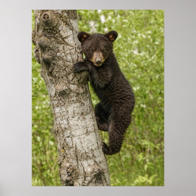 Affiche Ourson noir dans un arbre (Devant)