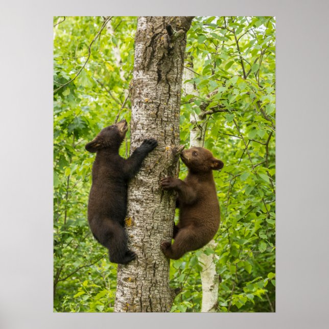 Affiche Oursons de l'ours noir grimpant à l'arbre (Devant)
