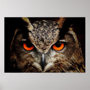 Affiche Owl