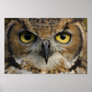 Affiche Owl Eyes