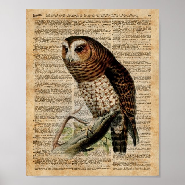 Affiche Owl Vintage Illustration Zoology Dictionary Art (Devant)