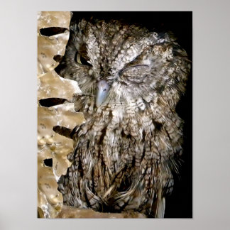 Affiche Owl Wink