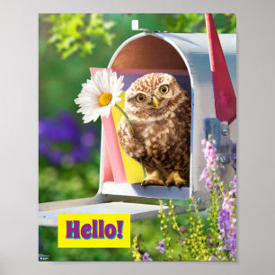 Affiche Owl With Flower In Mailbox
