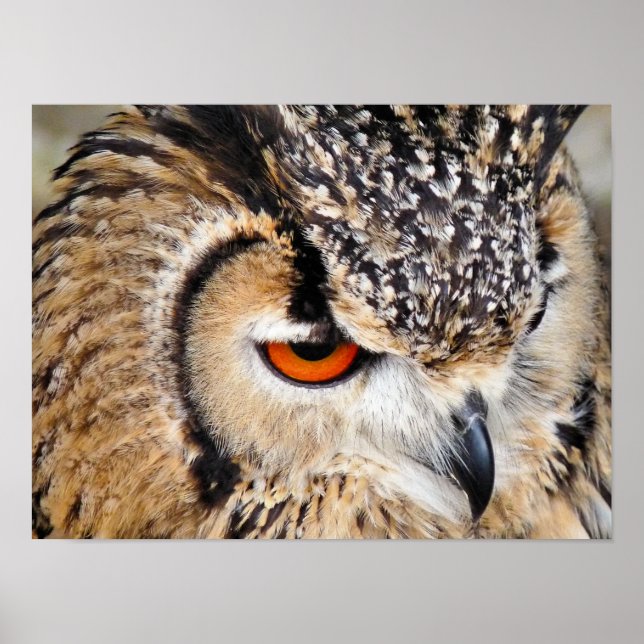 AFFICHE OWLS (Devant)