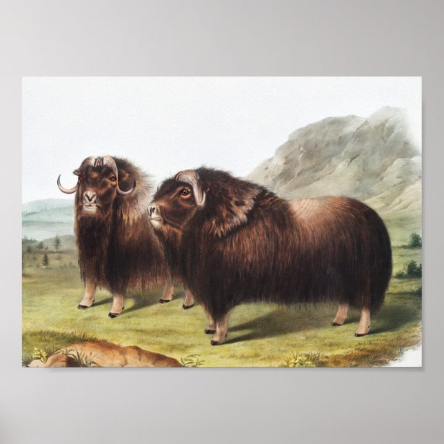Affiche Ox musqué (Ovibos moschatus) (Devant)