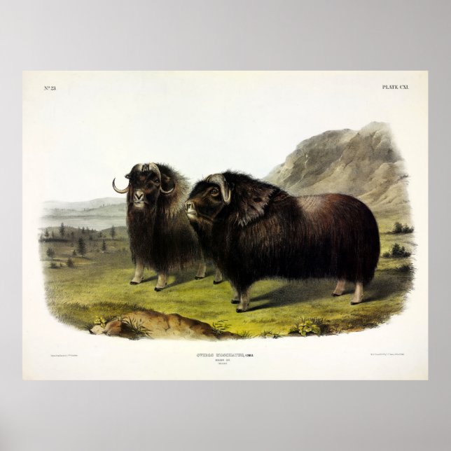 Affiche Ox musqué (Ovibos Moschatus) (Muskox) par Audubon (Devant)